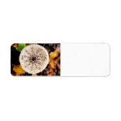 キノコ ラベル (正面)