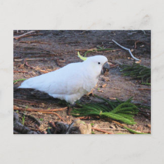 キバタン オーストラリアの野生の鳥 ポストカード