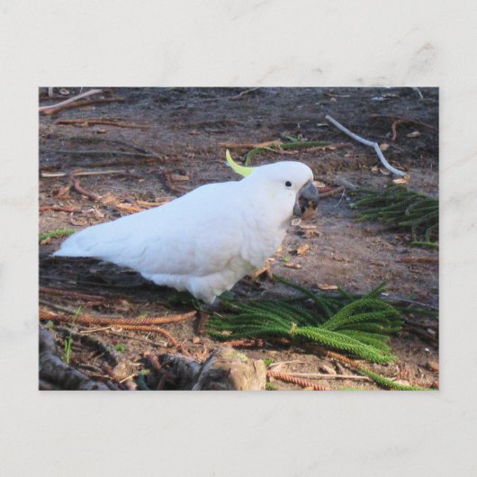 キバタン オーストラリアの野生の鳥 ポストカード (正面)