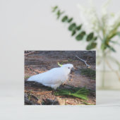 キバタン オーストラリアの野生の鳥 ポストカード (スタンド正面)