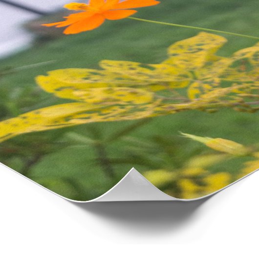 キバナコスモス03 ポスター (角)