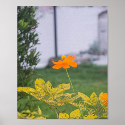 キバナコスモス03 ポスター (正面)