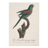 キバラメキシコインコ Brotogeris jugularis フォトプリント (正面)