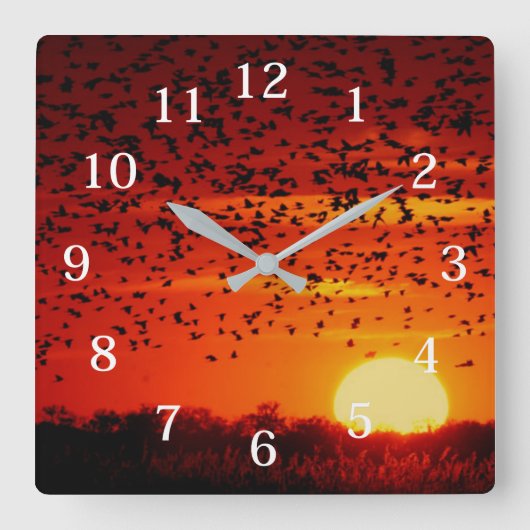 キビラでのブラックバードの移動 スクエア壁時計 (正面)