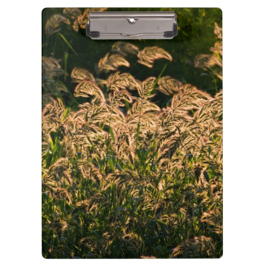 キビ(Panicum Sp.) 湿地で育つ クリップボード (正面)