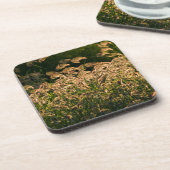 キビ(Panicum Sp.) 湿地で育つ コースター (左側)