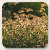 キビ(Panicum Sp.) 湿地で育つ コースター (正面)