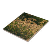 キビ(Panicum Sp.) 湿地で育つ タイル (側面)