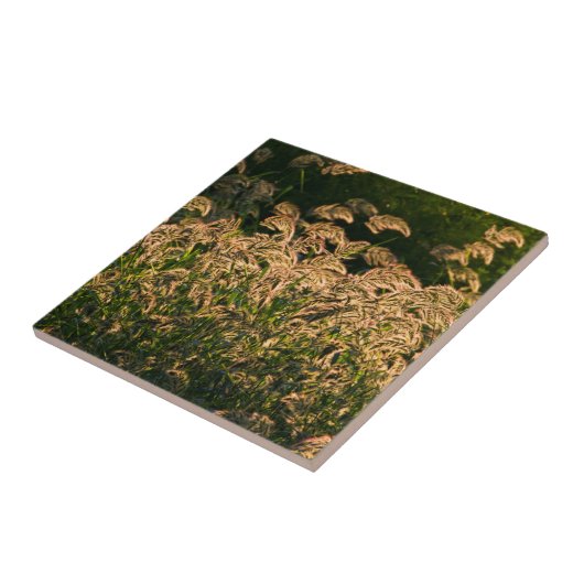 キビ(Panicum Sp.) 湿地で育つ タイル (側面)