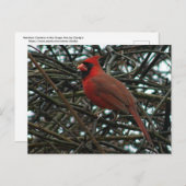 キブタドリのブドウの木 ポストカード (正面/裏面)