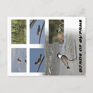 キプロスのはがきの鳥 ポストカード