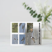 キプロスのはがきの鳥 ポストカード (スタンド正面)