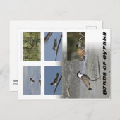 キプロスのはがきの鳥 ポストカード (正面/裏面)