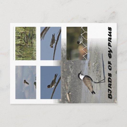 キプロスのはがきの鳥 ポストカード (正面)