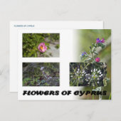 キプロスのはがき ポストカード (正面/裏面)