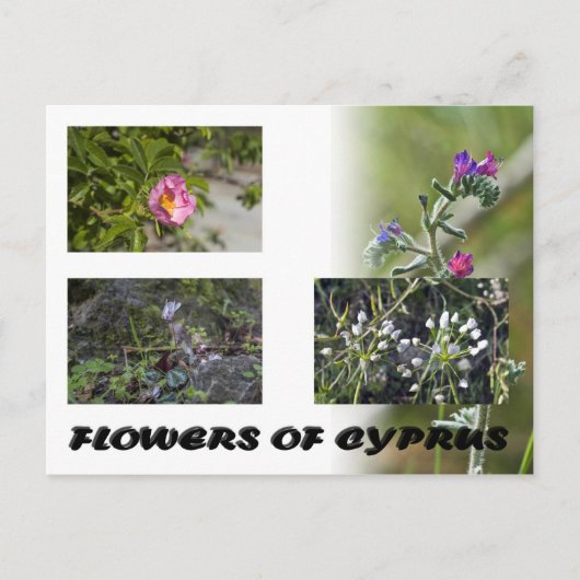 キプロスのはがき ポストカード (正面)