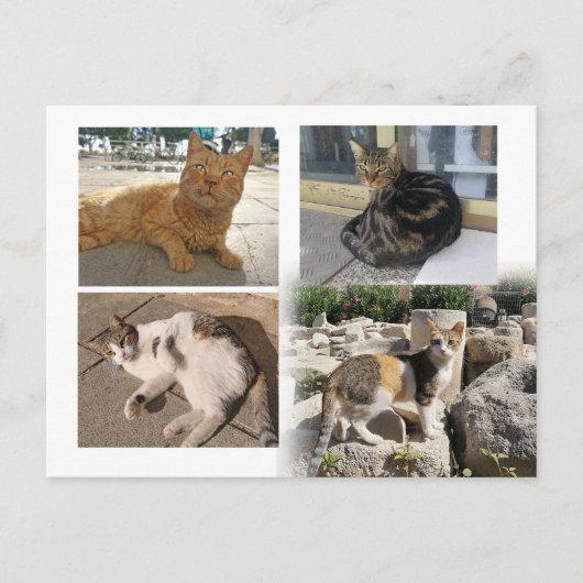 キプロスのはがき ポストカード (正面)