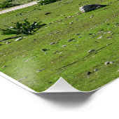 キプロスのアカマス半島のカロブの木 ポスター (コーナー)