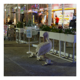 キプロスのパフォスハーバーでペリカンをココ ポスター