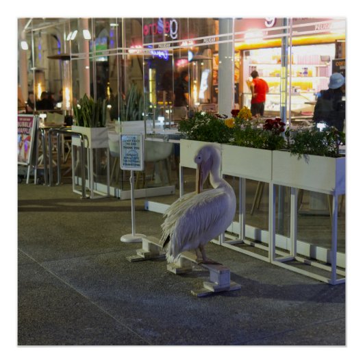 キプロスのパフォスハーバーでペリカンをココ ポスター (正面)