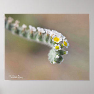 キプロスの巻き毛の野生の花の黄色の白い緑色の茶色 ポスター