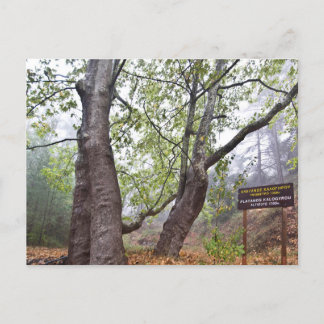 キプロスの森飛行機ツリー古代の森自然 ポストカード