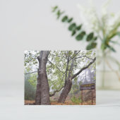 キプロスの森飛行機ツリー古代の森自然 ポストカード (スタンド正面)