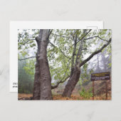 キプロスの森飛行機ツリー古代の森自然 ポストカード (正面/裏面)