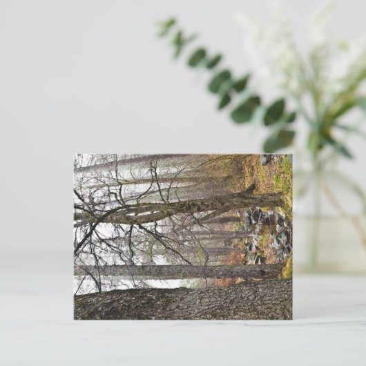 キプロスの自然ランドスケープTroodosの森林茶色の木 ポストカード (スタンド正面)