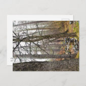 キプロスの自然ランドスケープTroodosの森林茶色の木 ポストカード (正面/裏面)