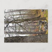 キプロスの自然ランドスケープTroodosの森林茶色の木 ポストカード (正面)