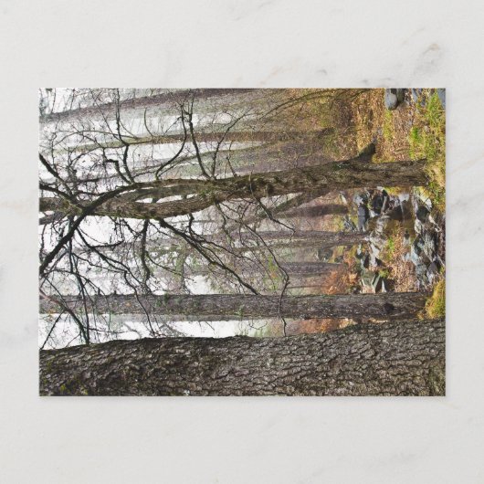 キプロスの自然ランドスケープTroodosの森林茶色の木 ポストカード (正面)