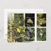 キプロスの蝶ポストカード ポストカード (正面/裏面)