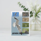 キプロスの鳥はがき ポストカード (スタンド正面)