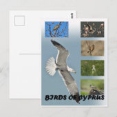 キプロスの鳥はがき ポストカード (正面/裏面)