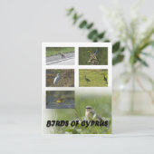 キプロスの鳥はがき ポストカード (スタンド正面)