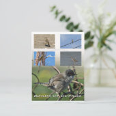 キプロスの鳥はがき ポストカード (スタンド正面)