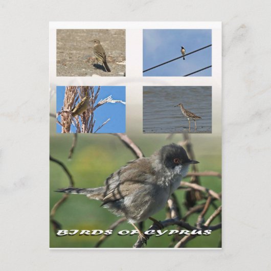 キプロスの鳥はがき ポストカード (正面)