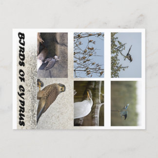 キプロスの鳥はがき ポストカード