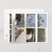 キプロスの鳥はがき ポストカード (正面/裏面)