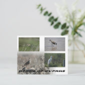 キプロスの鳥はがき ポストカード (スタンド正面)