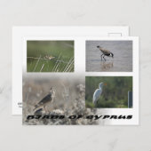キプロスの鳥はがき ポストカード (正面/裏面)