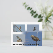 キプロスの鳥はがき ポストカード (スタンド正面)