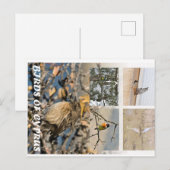 キプロスの鳥 ポストカード (正面/裏面)