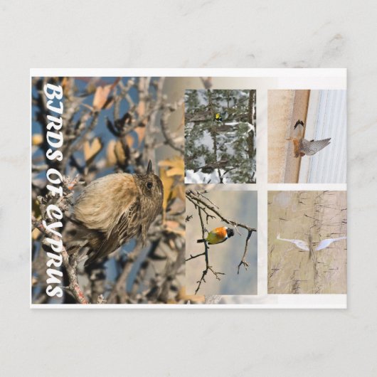 キプロスの鳥 ポストカード (正面)