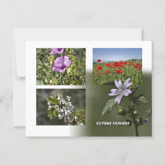 キプロスポストカードの花 ポストカード