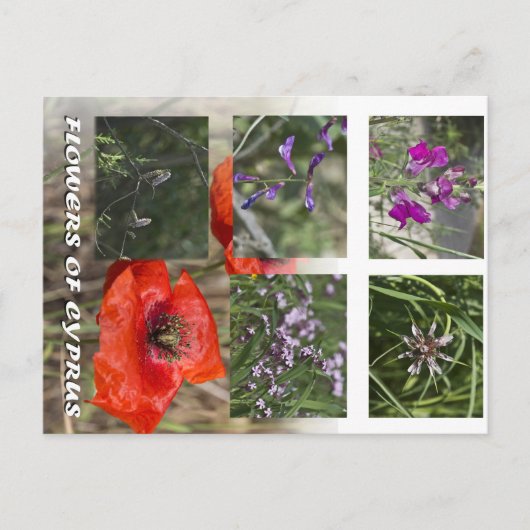 キプロス後介護の花 ポストカード (正面)