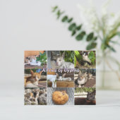 キプロス猫ちゃんポストカード ポストカード (スタンド正面)