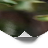 キプロス，パホスの木の上のリンゴ ポスター (コーナー)