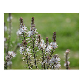 キプロス，パホスの野生の花 ポスター